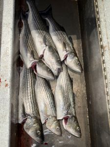 Five striped bass caught in CA