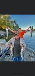 Four striped bass caught fishing in Arbuckle