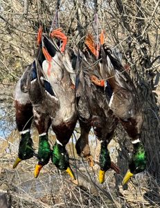 A picturesque landscape in Arbuckle, with a fishing or hunting scene