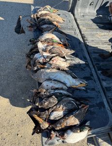 Scenic coastal landscape in CA