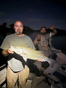 Striped bass fish caught by two people in Arbuckle