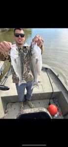 Striped Bass fishing in Arbuckle