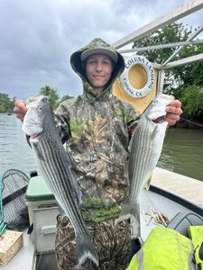 Two striped bass caught by an angler in Arbuckle
