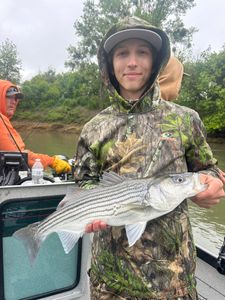 Striped bass caught at Arbuckle