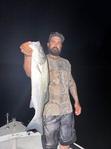 Striped Bass caught in CA