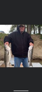 Two striped bass caught while fishing in CA