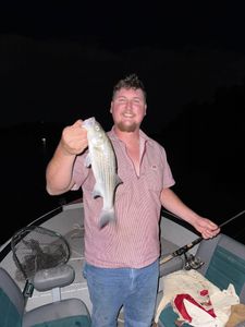 Photograph of a striped bass fishing catch in CA
