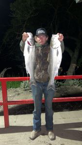 Two striped bass caught during fishing in CA