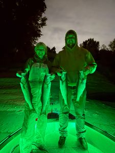 Three yellow bass caught while fishing in CA