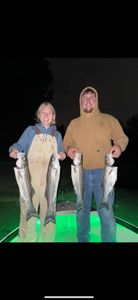 Three big striped bass caught while fishing in Arbuckle