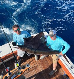 Atlantic Sailfish, a big catch in Miami