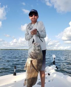 Hoooked a Beautiful Black Drum in Dauphin Island