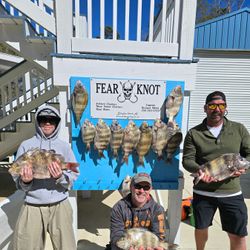 Image of 11 sheepshead and black drum fish caught in AL