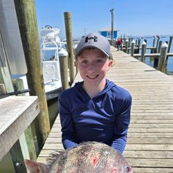 Sheepshead fish caught by an angler on a fishing trip in Dauphin Island