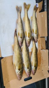 Six fish caught in Breezy Point during fishing trip