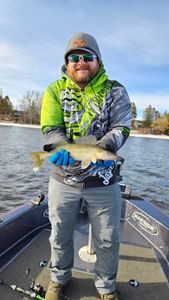 A sauger fish caught in Breezy Point while fishing