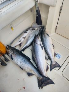 Four Chinook and Coho salmon caught while fishing in NY