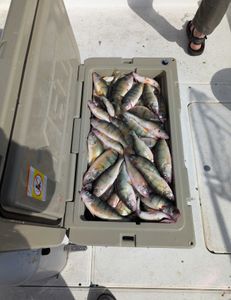 5 American Yellow Perch fish caught in OH