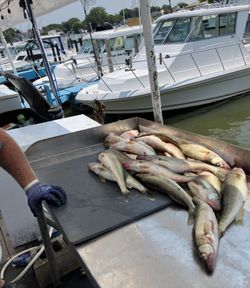 Four fish caught in Port Clinton