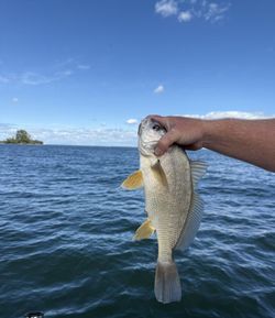 Freshwater Drum fish in Port Clinton, fishing