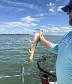 Hardhead Sea Catfish caught at Port Clinton