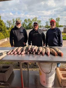 Fresh caught fish displayed on cleaning table at Port Clinton OH fishing location