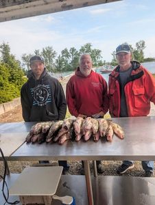 Fresh caught fish displayed on cleaning table at Port Clinton OH fishing location