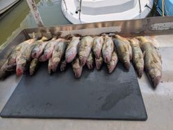 5 fish caught in Port Clinton