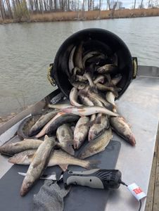 Fresh caught fish displayed in bucket and scattered on boat deck at Port Clinton OH