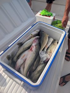 Fresh caught walleye fish stored in cooler on boat deck in Port Clinton OH