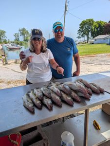 Fresh caught walleye displayed on cleaning table at Port Clinton OH marina