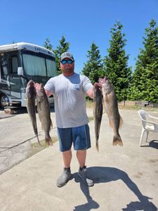 Four walleye catch displayed at Port Clinton OH fishing location with RV in background