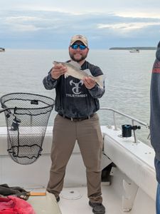 Sauger fish caught while fishing in Port Clinton
