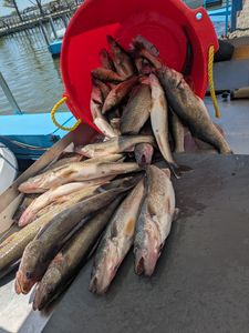Five walleye caught fishing in Port Clinton