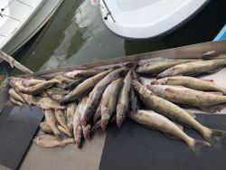 7 walleye fish caught while fishing in OH