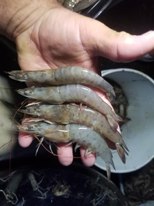Three fish caught on a fishing and hunting trip in North Carolina