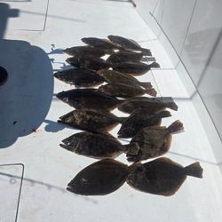 7 summer flounder fish caught while fishing in NJ