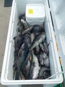4 sea bass caught fishing in NJ