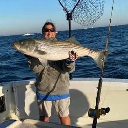 Striped Bass, 35 inches, fishing in NJ