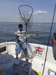 Striped bass caught while fishing in NJ