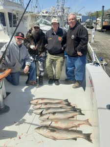 3 striped bass fish caught while fishing in NJ