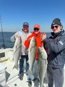 Three striped bass, a great fishing trip in NJ