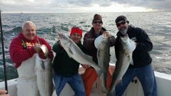 Three striped bass caught fishing in NJ
