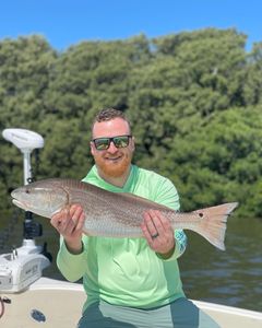 Redfish, a 25-inch freshwater fish, caught in St. Petersburg