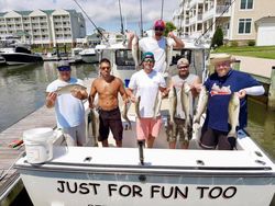 Striped Bass Chesapeake Bay