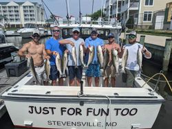 7 bluefish caught in Grasonville during fishing trip