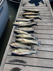 Jigging Striped Bass Maryland