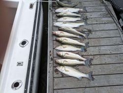 9 striped bass caught in Grasonville