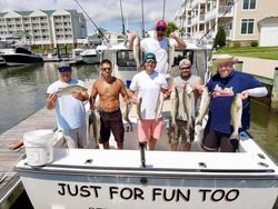 Anglers with 6 striped bass, fishing in Maryland