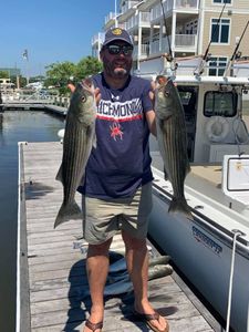 Two huge striped bass caught fishing in MD